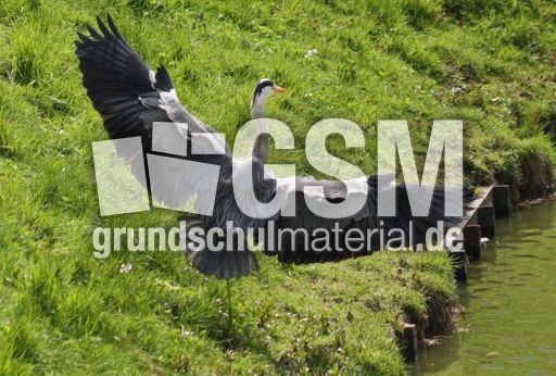 Graureiher-A 191.jpg